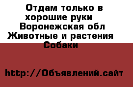 Отдам только в хорошие руки. - Воронежская обл. Животные и растения » Собаки   